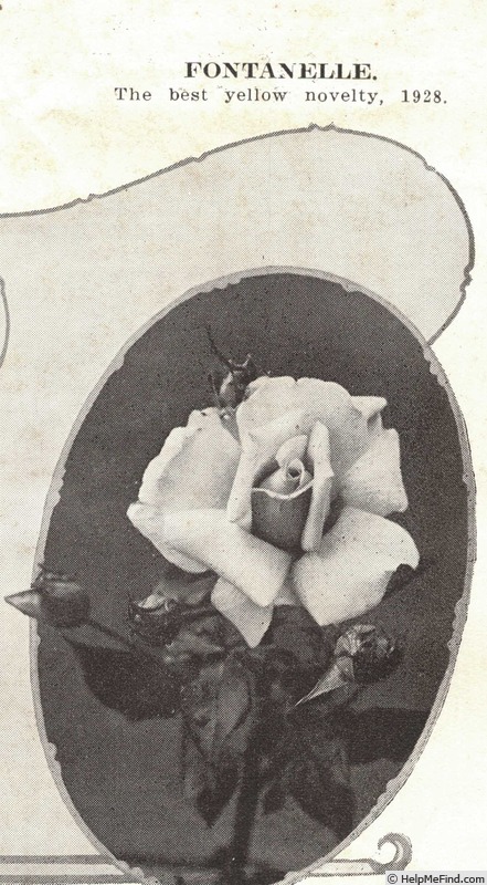'Fontanelle (hybrid tea, Hill, 1927)' rose photo