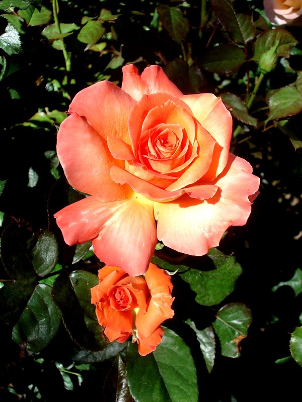 'Grenadine ™ (hybrid tea, Olesen 2000)' rose photo