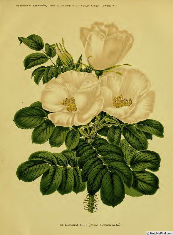 '<i>Rosa rugosa</i> 'Alba'' rose photo