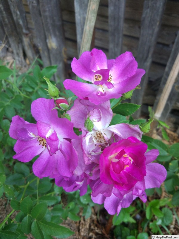 'CHEwbluemore' rose photo