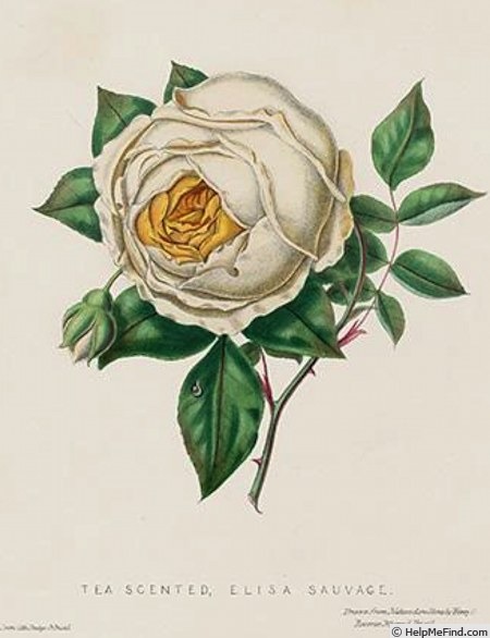 'Elisa Sauvage' rose photo
