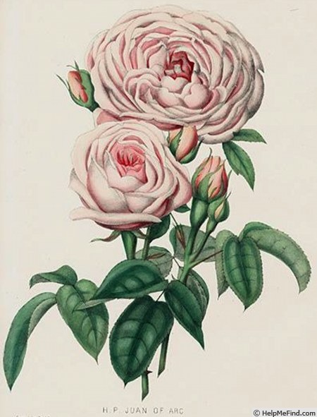 'Jeanne d'Arc (hybrid perpetual, Verdier, 1847)' rose photo