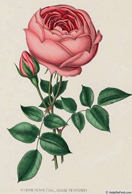 'Louise Peyronny' rose photo