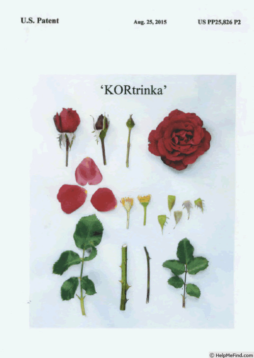 'KORtrinka' rose photo