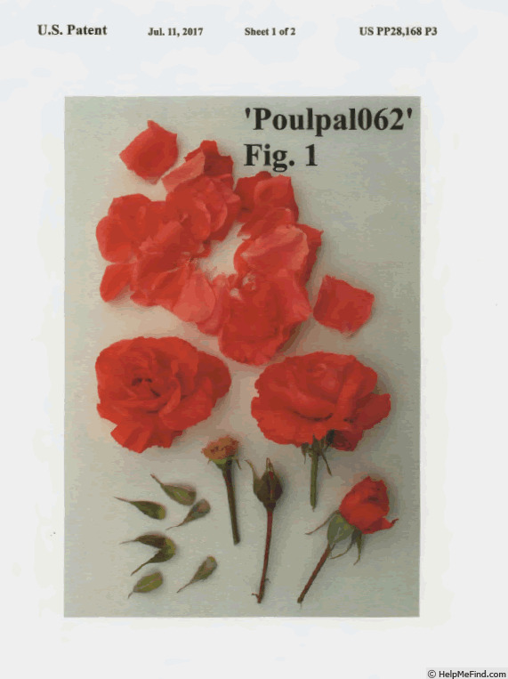 'POUlpal062' rose photo