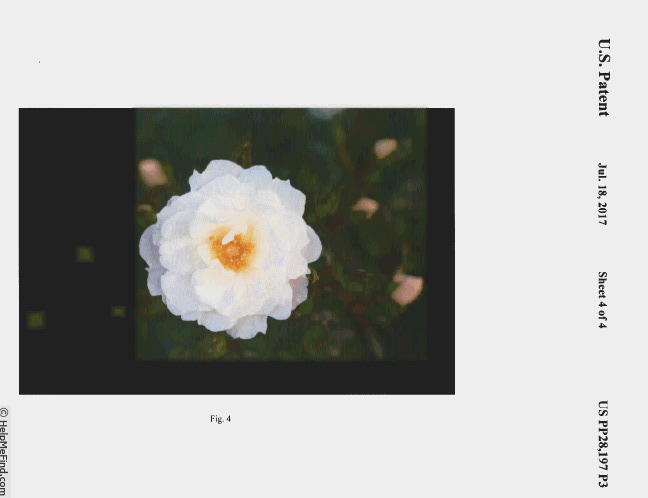 'Milly Winterjewel' rose photo