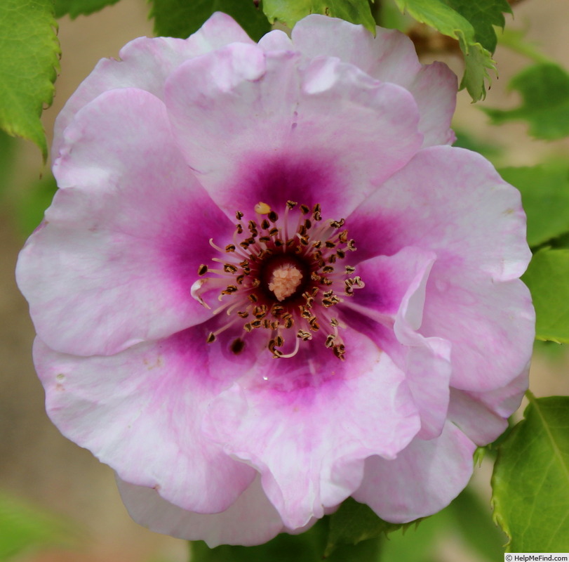 'Eyes for You ®' rose, click to enlarge 'Eyes for You ®' rose photo