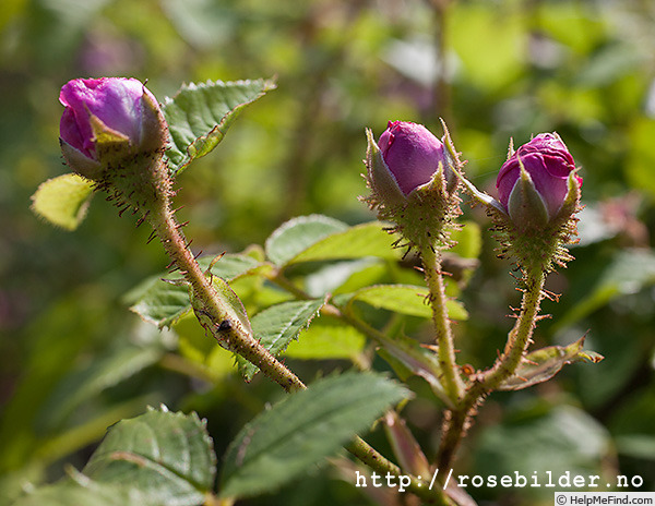 'À longs pédoncules (moss, Robert 1854)' rose photo