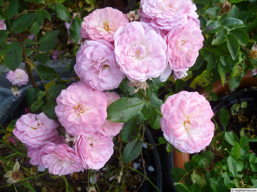 'Walferdange' rose photo