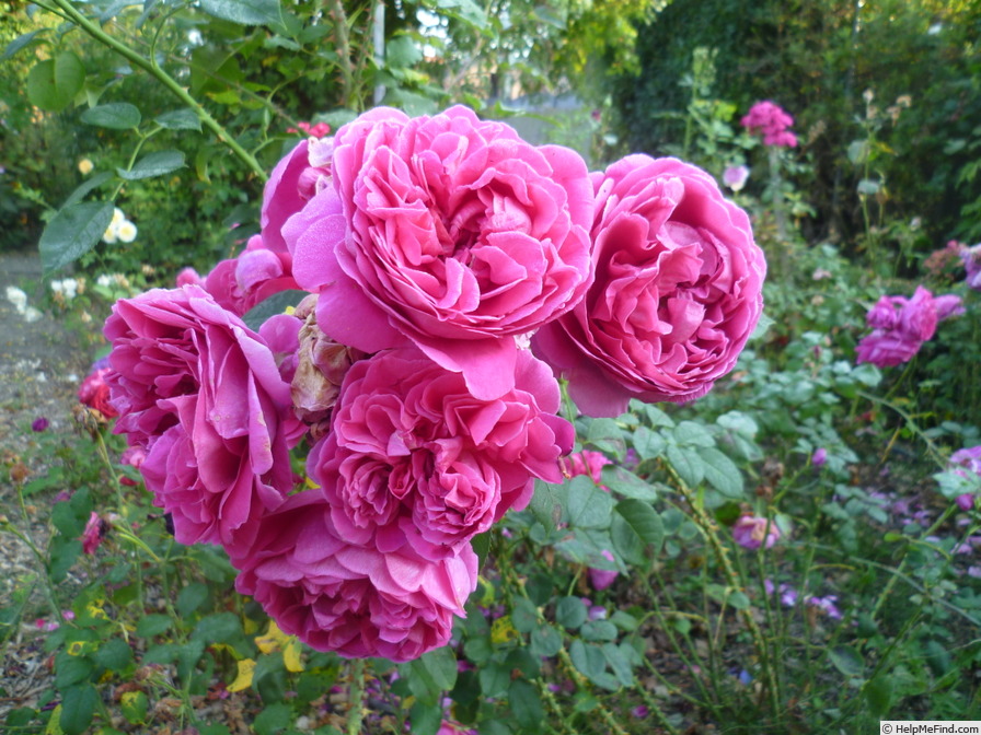 'Lady of Megginch' rose photo