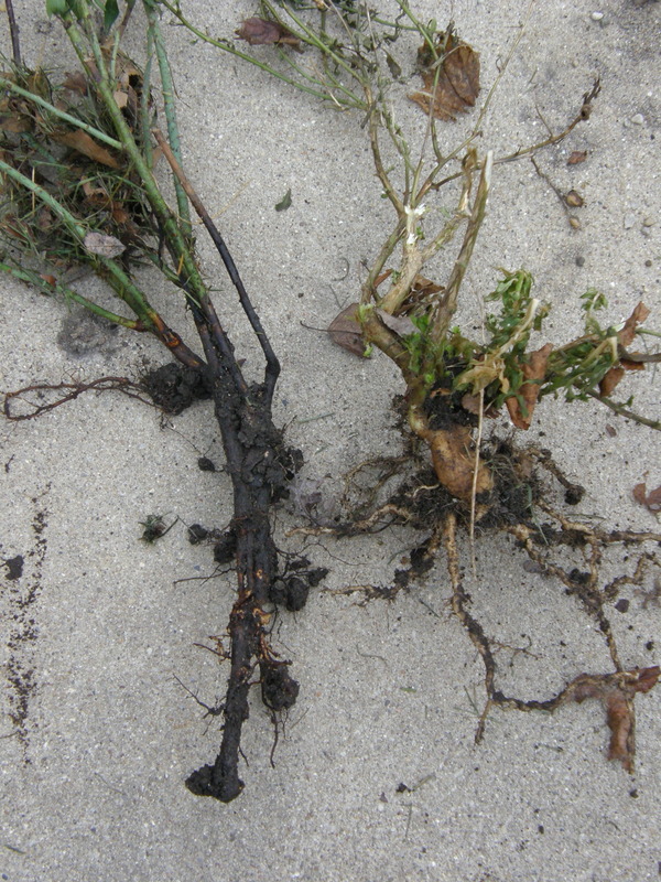 'Alkaline clay StrawChicago zone 5'  photo