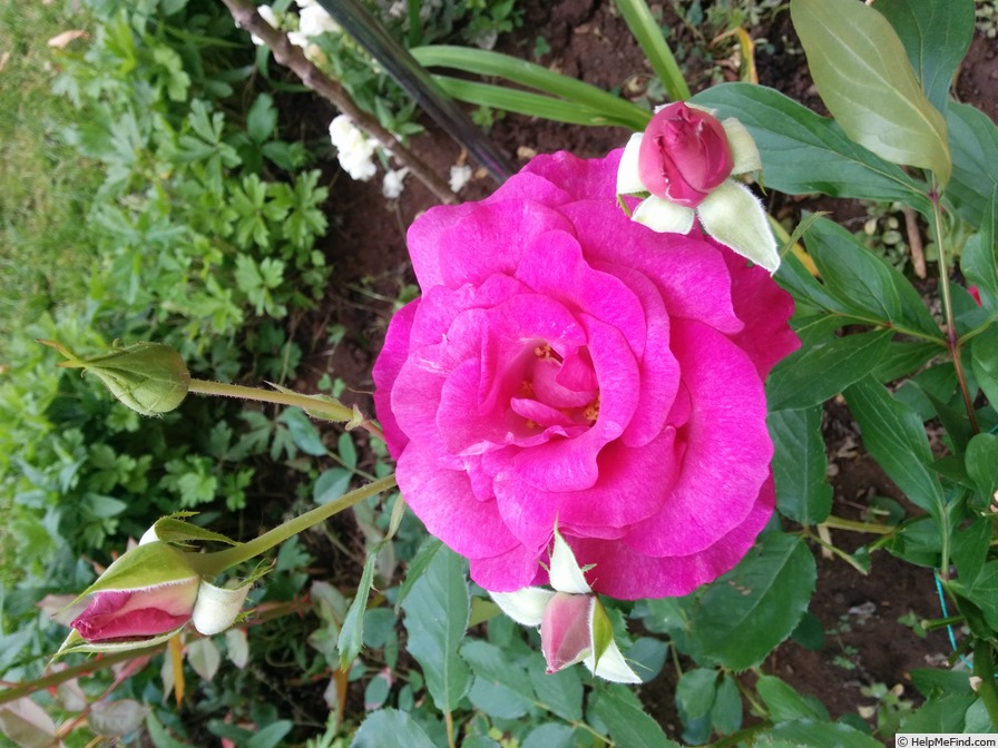 'Melody Parfumée ™' rose photo