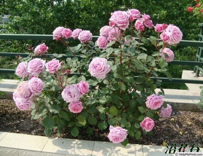 'Yua' rose photo