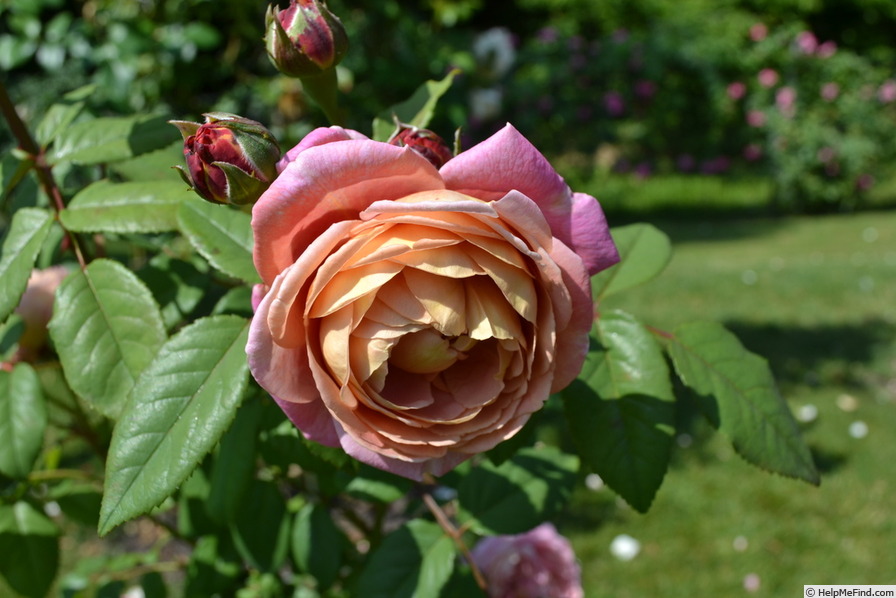 'Nr. 130' rose photo
