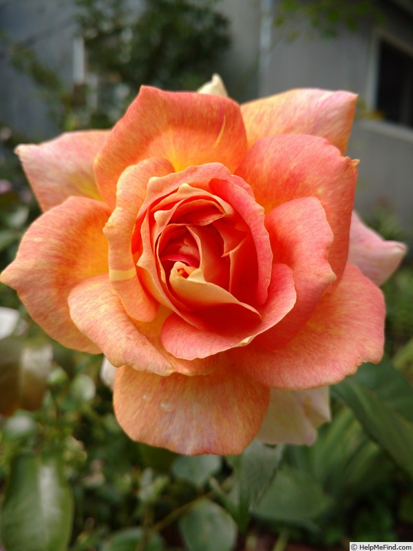 'Helen Hayes' rose photo