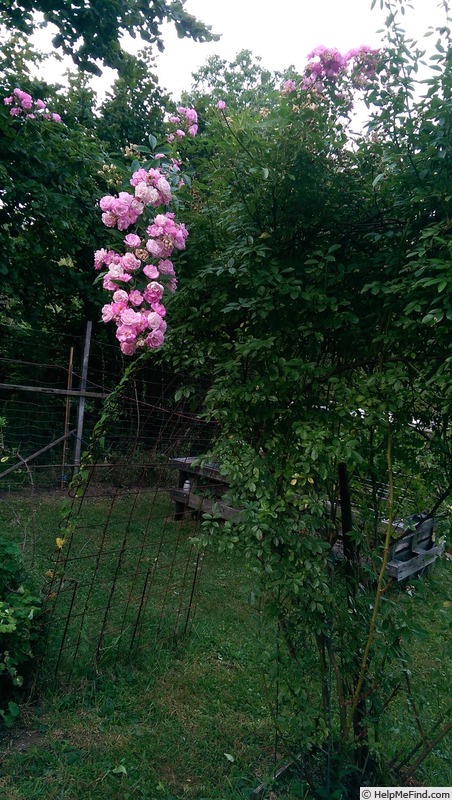 'Gaard um Titzebierg ®' rose, click to enlarge 'Gaard um Titzebierg ®' rose photo