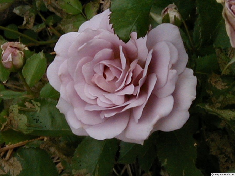 'Silver Cloud (Floribunda, Moore, 1990)' rose, click to enlarge 'Silver Cloud (Floribunda, Moore, 1990)' rose photo