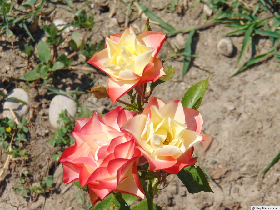 'Origami ® (floribunda, Meilland 2009)' rose photo