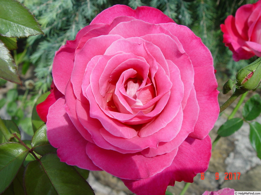 'Baronne de Rothschild ® (hybrid tea, Meilland, 1959/69)' rose photo