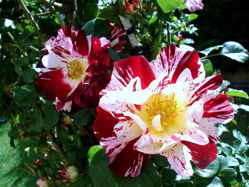'Hanabi' rose photo