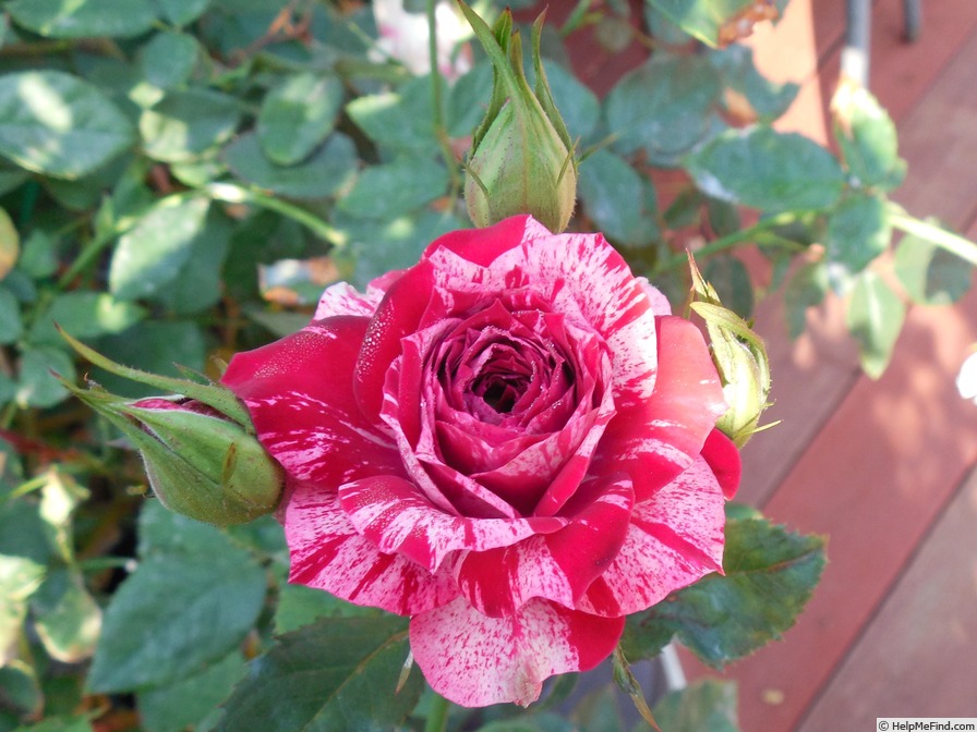 'Painter's Palette' rose photo