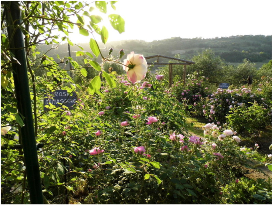 'Piccolo Roseto Giovanni Chilanti'  photo