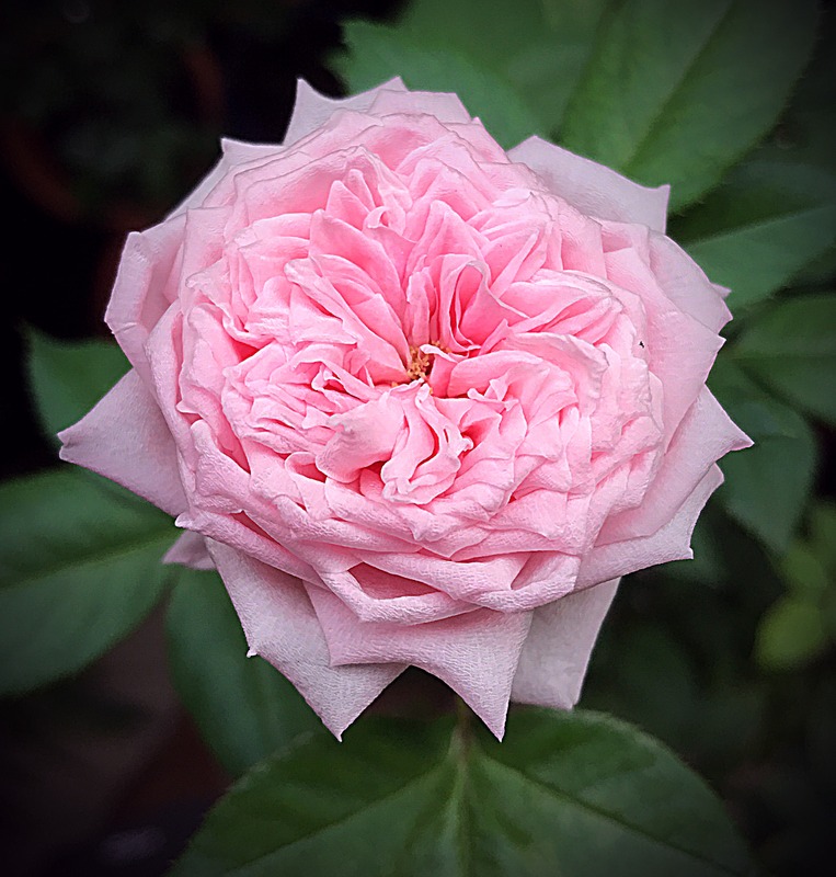'Souvenir de la Malmaison' rose photo