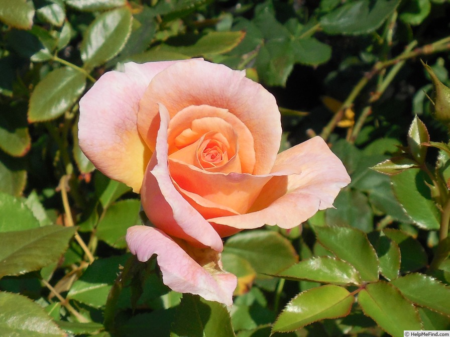 'Velvet Orange (hybrid tea, Coiner 2010)' rose photo