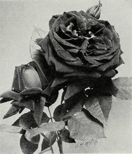'Puritan (hybrid perpetual, Glen Bros. 1898)' rose photo