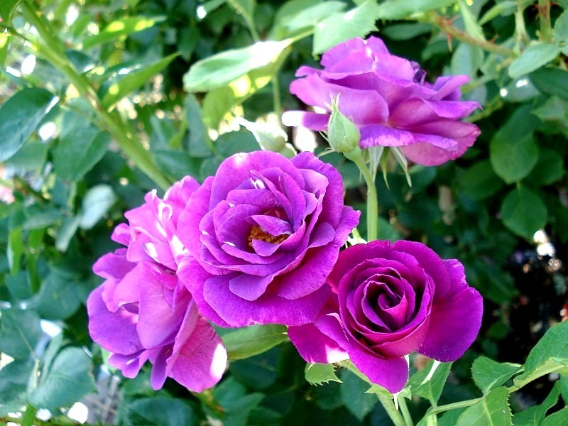 'Rhapsody in Blue ™' rose photo