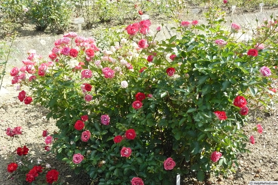 'Marie Rottrová' rose photo