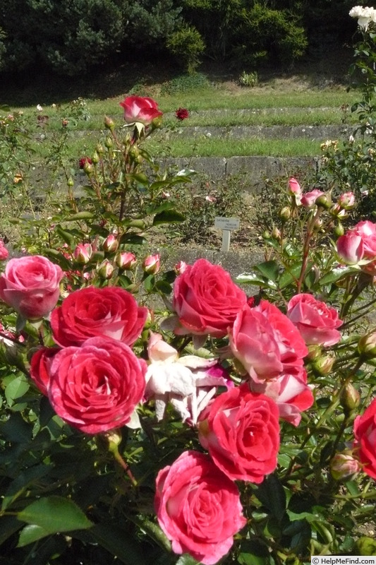 'Marie Rottrová' rose photo