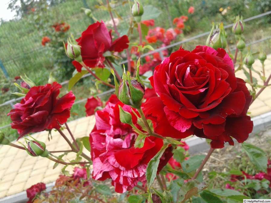 'Deep Impression' rose photo