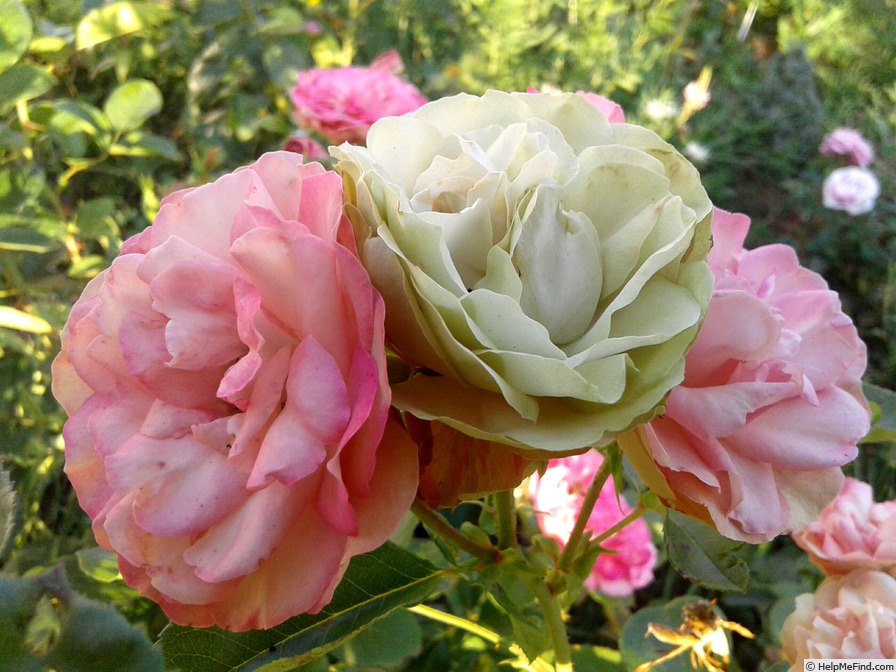 'Acropolis ®' rose photo