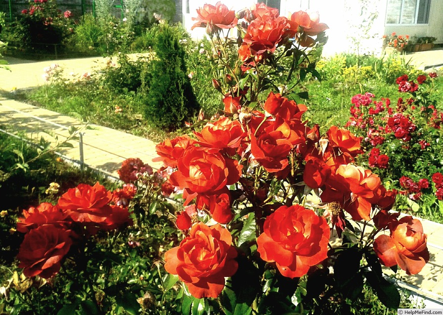 'Hot Cocoa ™ (Floribunda, Carruth, 2002)' rose photo