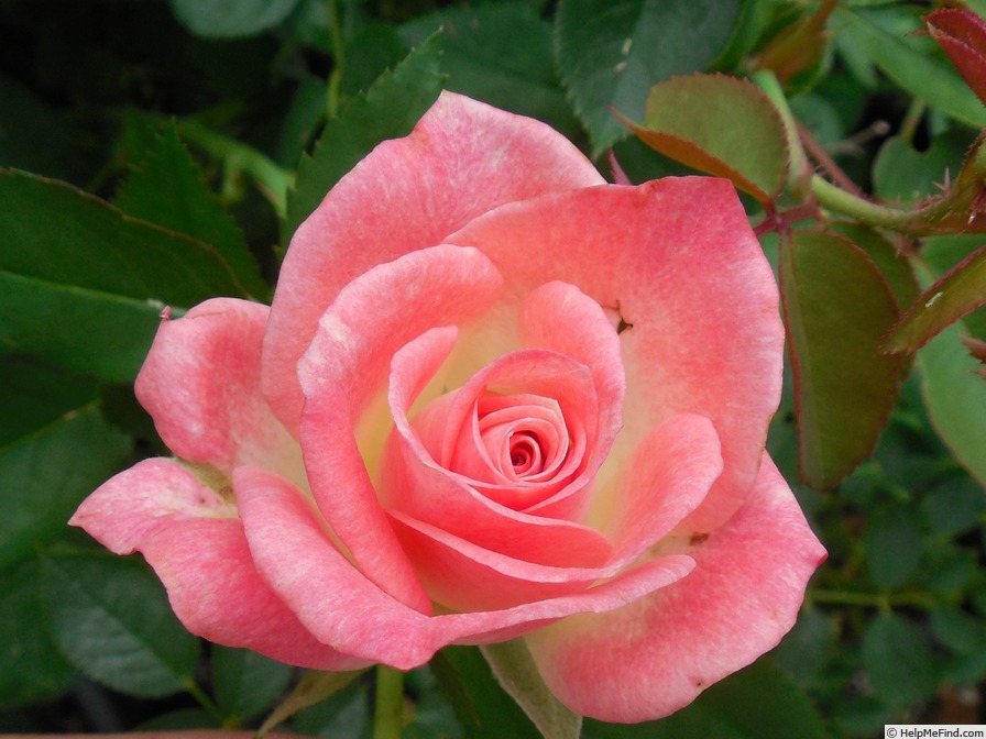 'Checkmate ™' rose photo