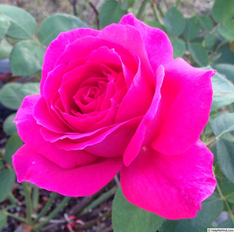 'Stephens' Big Purple (Hybrid Tea, Stephens, 1985)' rose photo