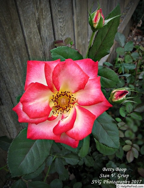 'Betty Boop ™ (Floribunda, Carruth, 1999)' rose, click to enlarge 'Betty Boop ™ (Floribunda, Carruth, 1999)' rose photo