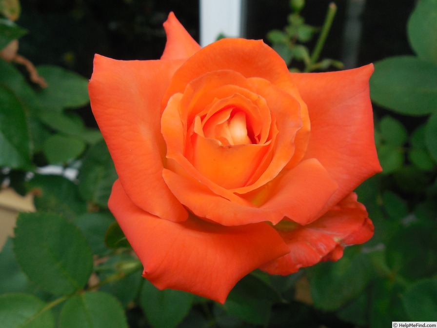 'Clos Fleuri d'Or' rose photo