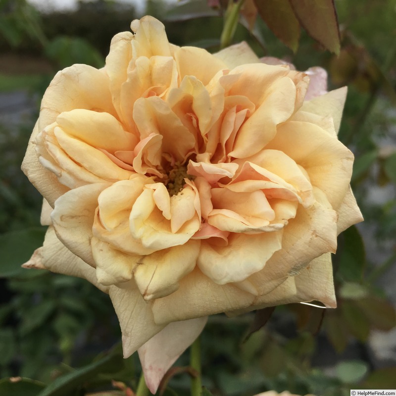 'Madame Chauvry' rose photo