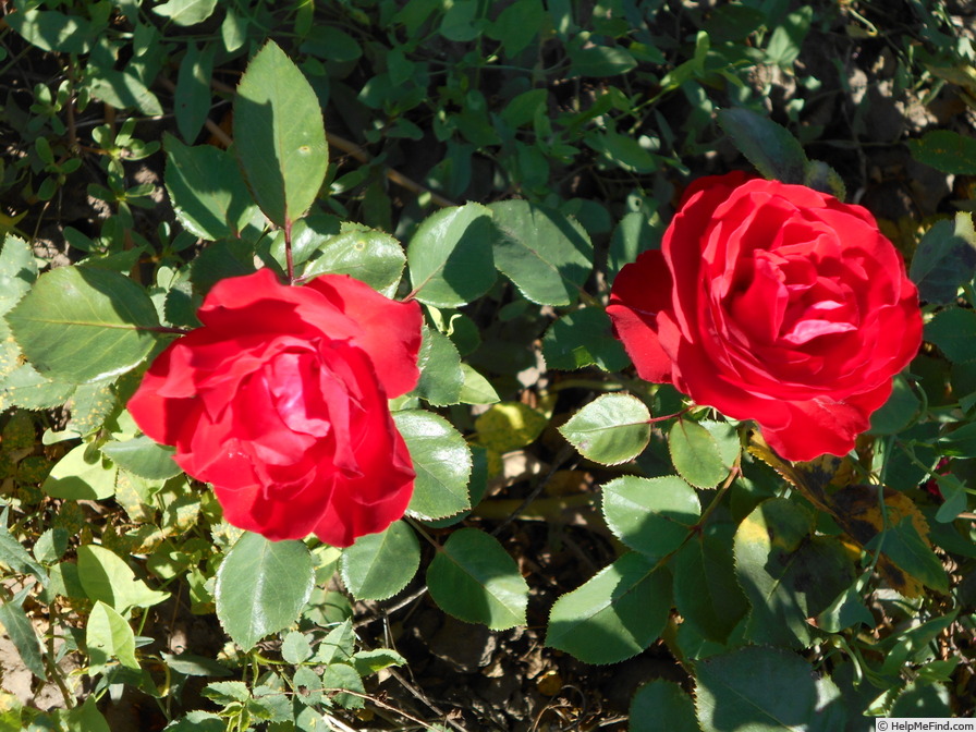 'Gizella' rose photo
