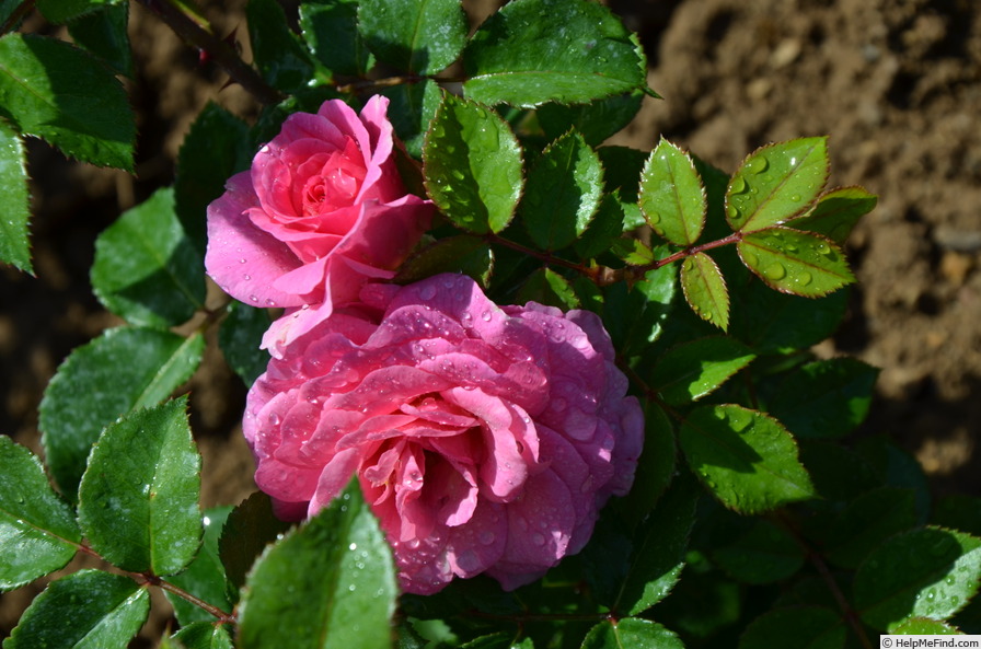 'Château d’Azay-le-Ferron' rose photo