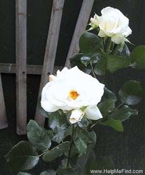 'Schneewalzer (climber, Evers/Tantau, 1987)' rose, click to enlarge 'Schneewalzer (climber, Evers/Tantau, 1987)' rose photo