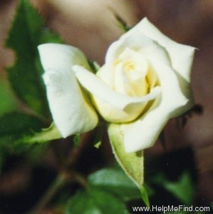 'Innocence (miniature, Saville, 1997)' rose photo