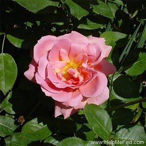 'Invitation (hybrid tea, Swim & Weeks, 1960)' rose photo