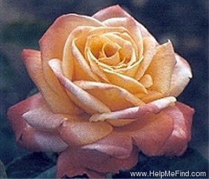 'Dorothy Wilson' rose photo