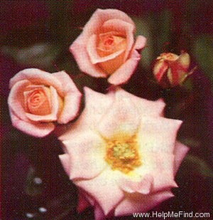 'Jean Rose' rose photo