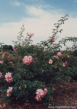 'Jim Bowie' rose photo