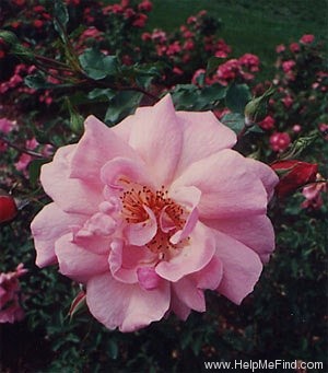 'Jim Bowie' rose photo