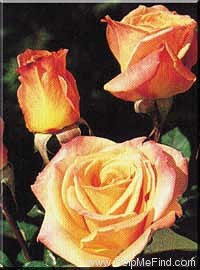 'Arizona (grandiflora, Swim & Weeks, 1973)' rose photo